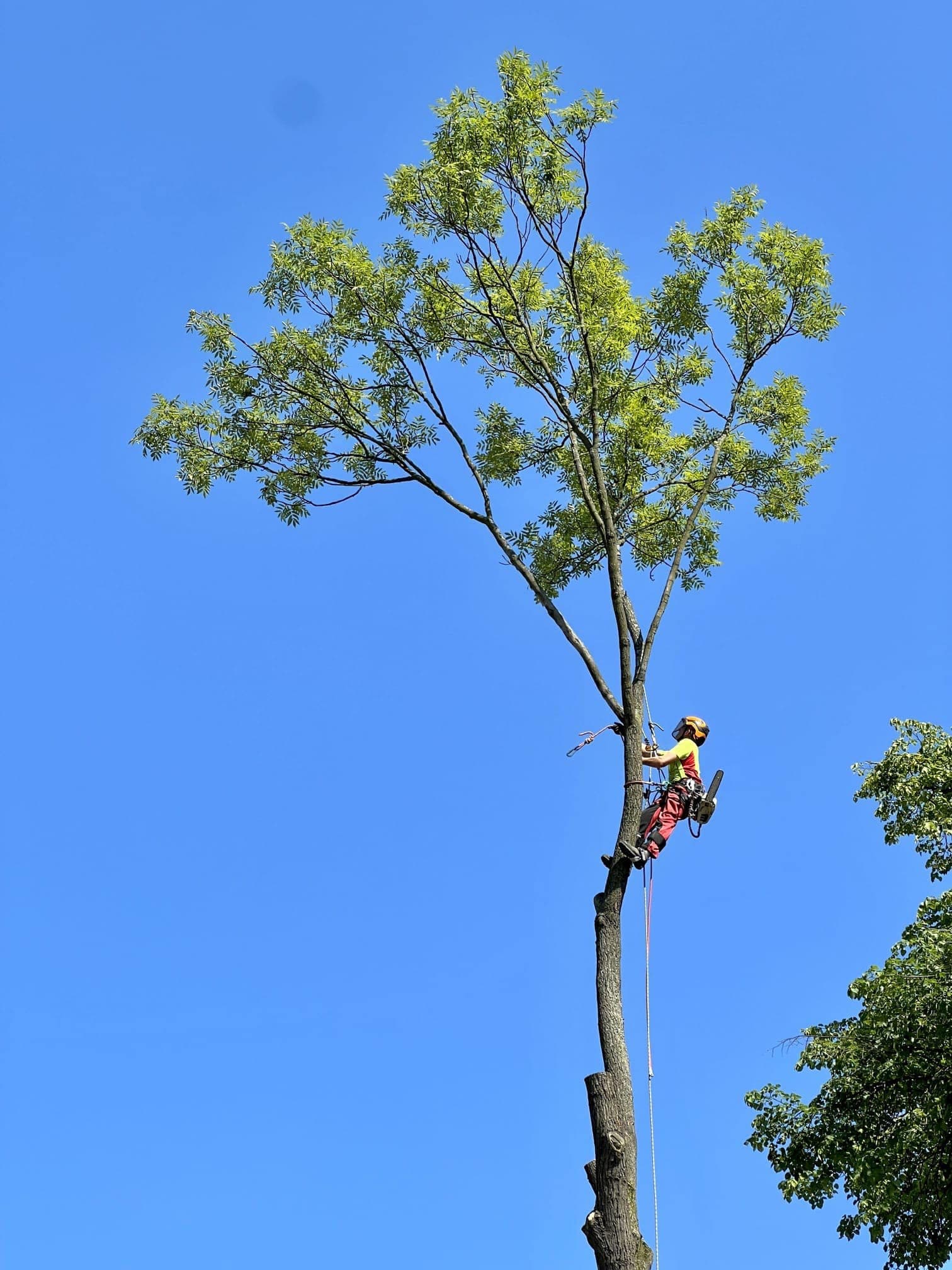 Arborysta Arbo-Bob na linach przy wierzchołku wysokiego drzewa