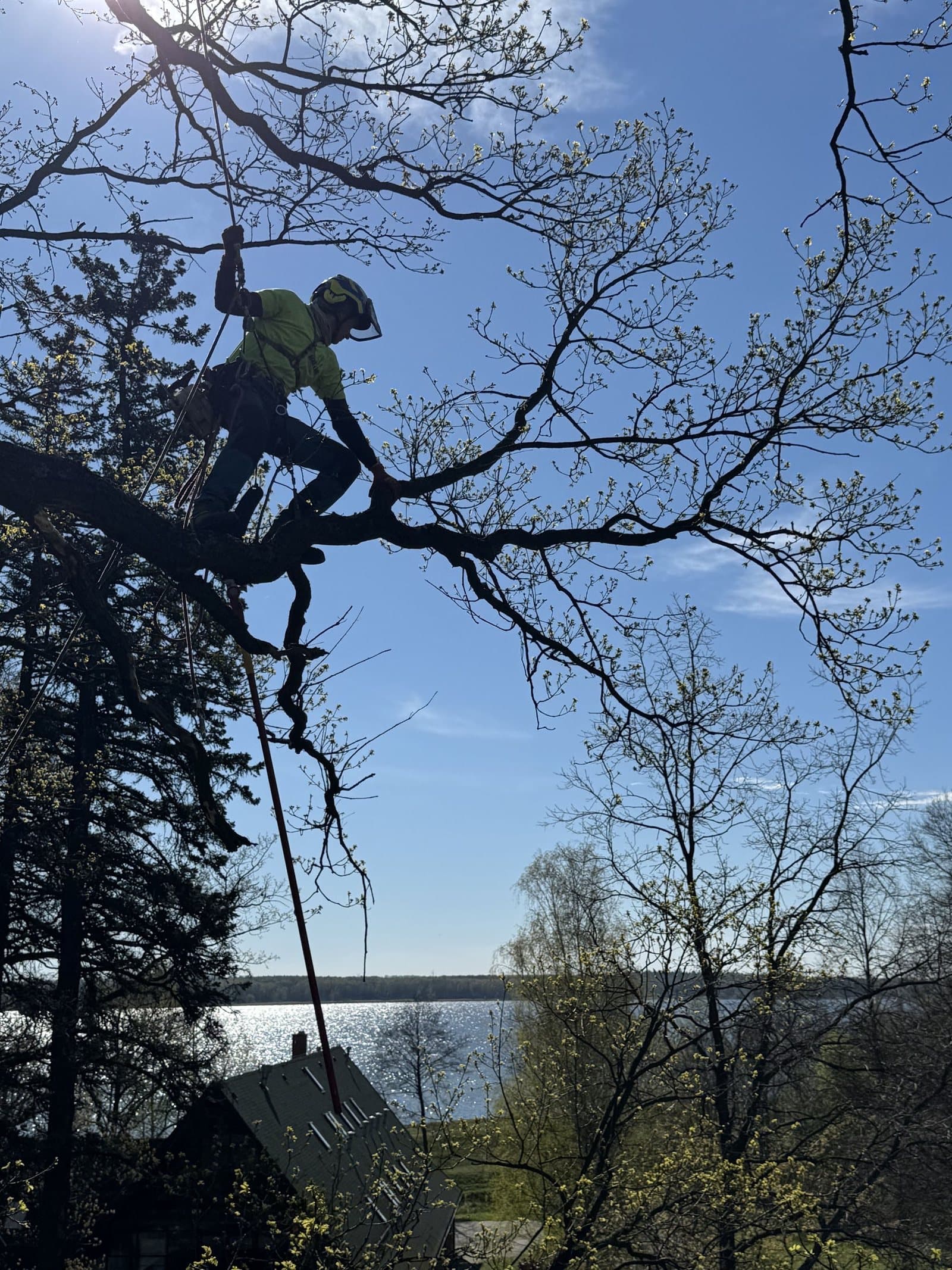 Cięcia w koronie drzewa wykonywane z lin przez arborystę Arbo-Bob